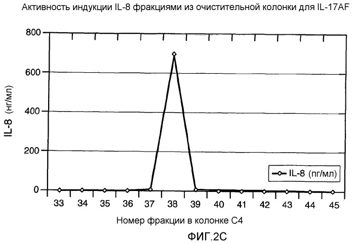 Гетеродимерные полипептиды il-17 a/f и возможности их лечебного применения (патент 2440134)