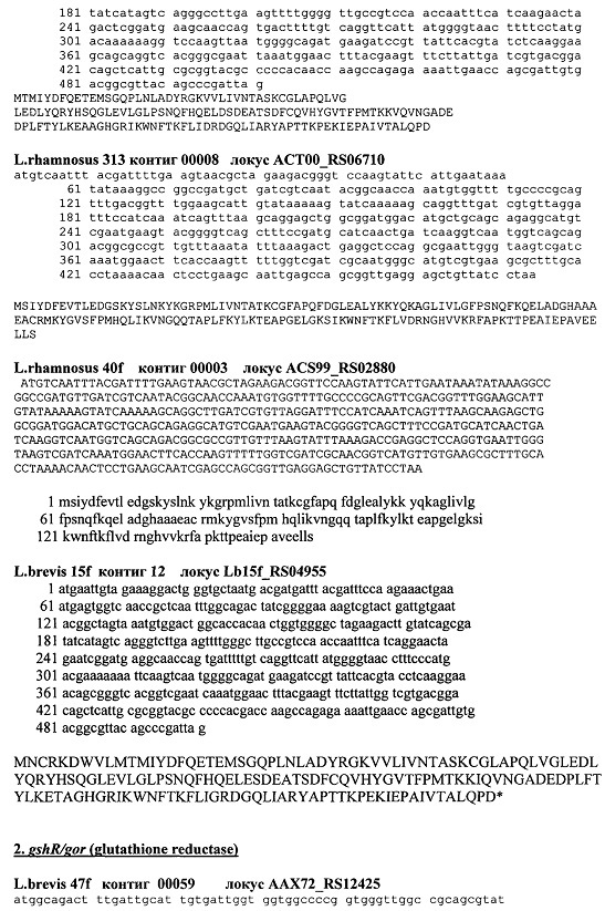 Штаммы lactobacillus brevis и lactobacillus rhamnosus с установленной последовательностью генома, синтезирующие глутатион и комплекс внутриклеточных антиоксидантов (патент 2617946)