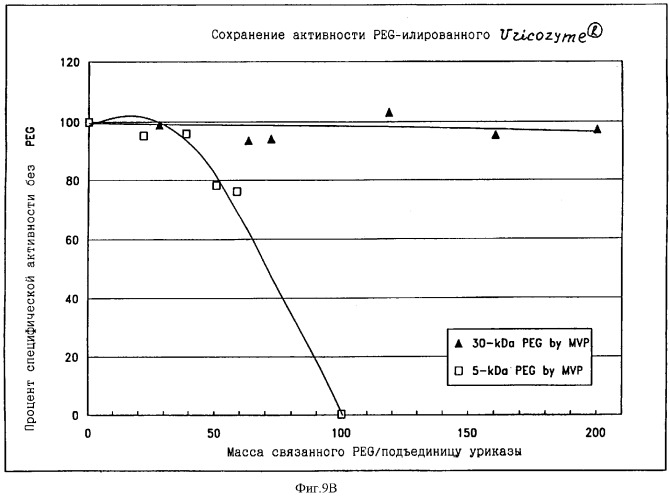Свободная от агрегатов уратоксидаза для приготовления неиммуногенных полимерных конъюгатов (патент 2352354)
