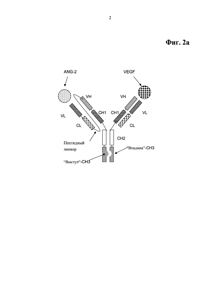 Биспецифические двухвалентные антитела анти-vegf/анти-ang-2 (патент 2597973)
