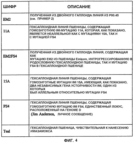 Растения пшеницы с повышенной устойчивостью к имидазолиноновым гербицидам (патент 2337532)