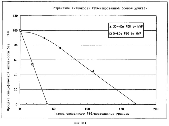 Свободная от агрегатов уратоксидаза для приготовления неиммуногенных полимерных конъюгатов (патент 2352354)