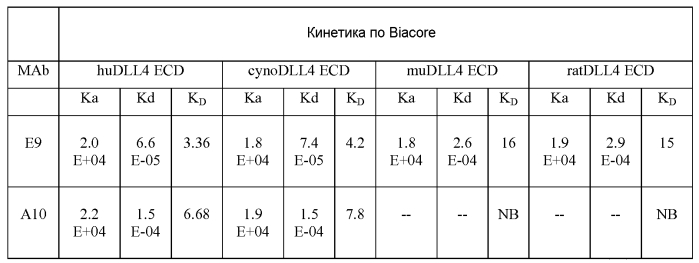 Терапевтические dll4-связывающие белки (патент 2570639)