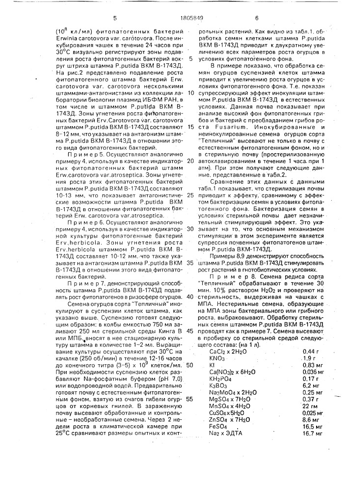 Штамм бактерий рsеudомоnаs рuтidа для получения препарата, используемого для стимуляции роста растений и защиты растений от грибов рода fusаriuм и бактерий erwinia (патент 1805849)