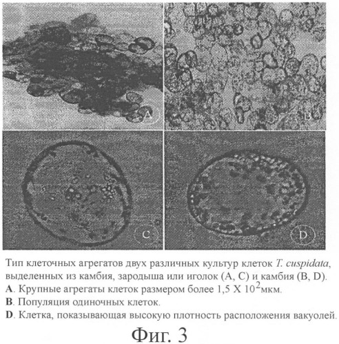 Клеточные клоны камбия, способ их выделения и консервации (патент 2398874)