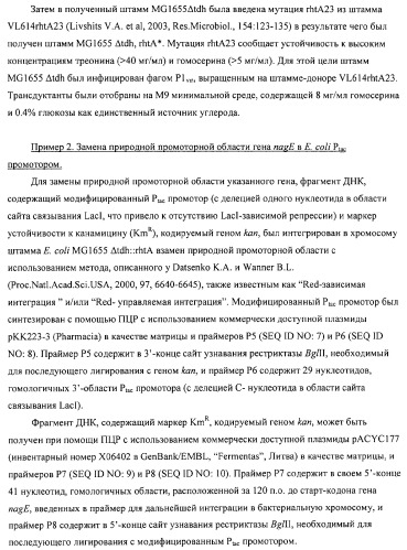 Способ получения l-аминокислот с использованием бактерии, принадлежащей к роду escherichia (патент 2312893)