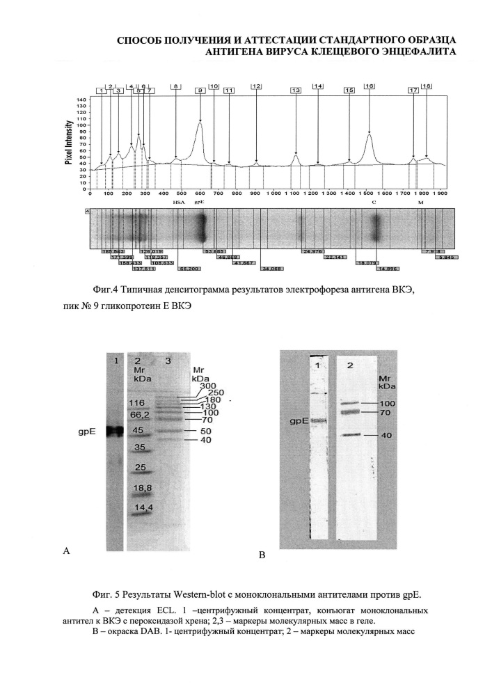 Способ получения и аттестации стандартного образца антигена вируса клещевого энцефалита (патент 2667957)