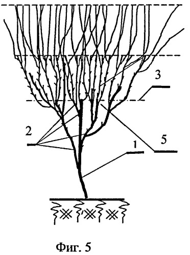 Способ формирования кроны плодовых деревьев и ягодных культур (патент 2486746)