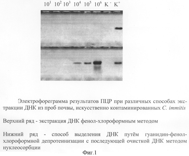 Способ выделения днк coccidioides immitis для проведения полимеразной цепной реакции (патент 2295569)