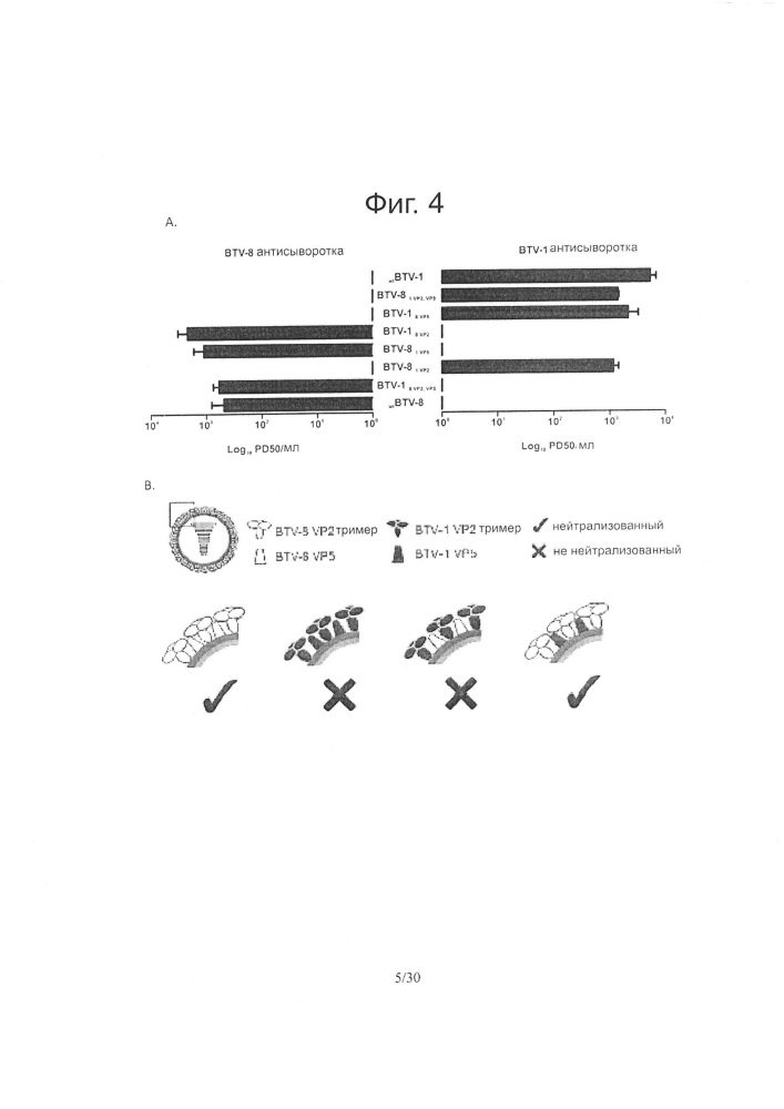Реассортантные btv и ahsv вакцины (патент 2656187)