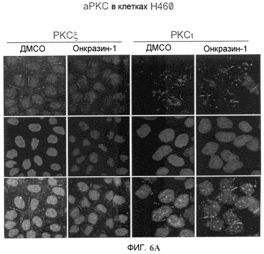 Онкогенное ras-специфичное цитотоксическое соединение и способы его применения (патент 2448703)