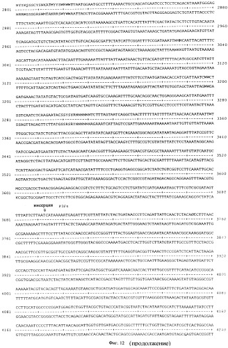 Vgc2 днк salmonella typhimurium, мутантная бактерия, обладающая пониженной способностью к адаптации к условиям окружающей среды, и способ ее получения (патент 2370541)