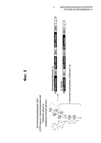 Моноклональное антитело против интерлейкина-31 (патент 2588462)