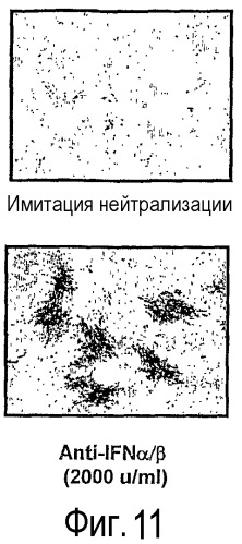 Применение вируса миксомы для терапевтического лечения рака и хронической вирусной инфекции (патент 2362584)