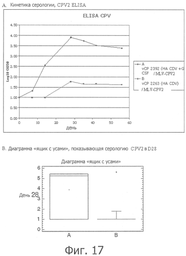 Композиции рекомбинантного cdv и ее применение (патент 2567337)