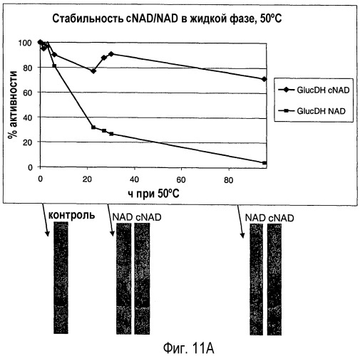 Стабилизация дегидрогеназ стабильными коферментами (патент 2499834)