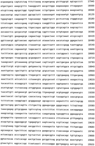 Бактериофаг, обладающий активностью против pseudomonas aeruginosa, белки бактериофага и способы их применения (патент 2580248)