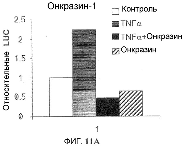 Онкогенное ras-специфичное цитотоксическое соединение и способы его применения (патент 2448703)