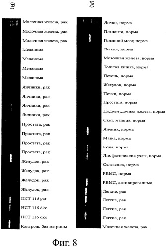 Идентификация опухолевых антигенов для диагностики и терапии (патент 2485974)