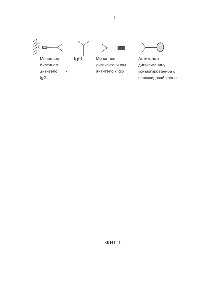 Антитела против igg1 человека (патент 2603284)