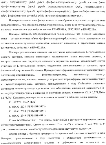 Способ получения l-аминокислоты с использованием бактерии, принадлежащей к роду escherichia (патент 2395579)