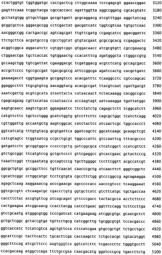 Генетическое ремоделирование бифидобактерий (патент 2460792)