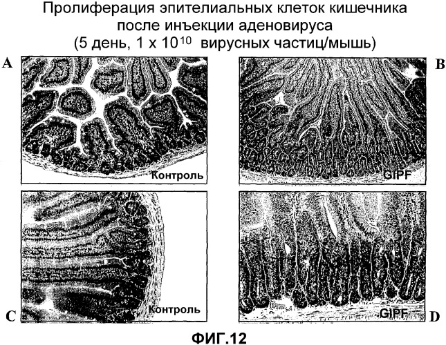 Желудочно-кишечный пролиферативный фактор и его применения (патент 2343158)