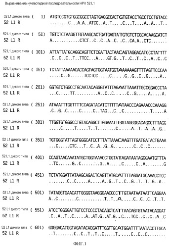 Оптимизированная экспрессия hpv 52 l1 в дрожжах (патент 2373219)