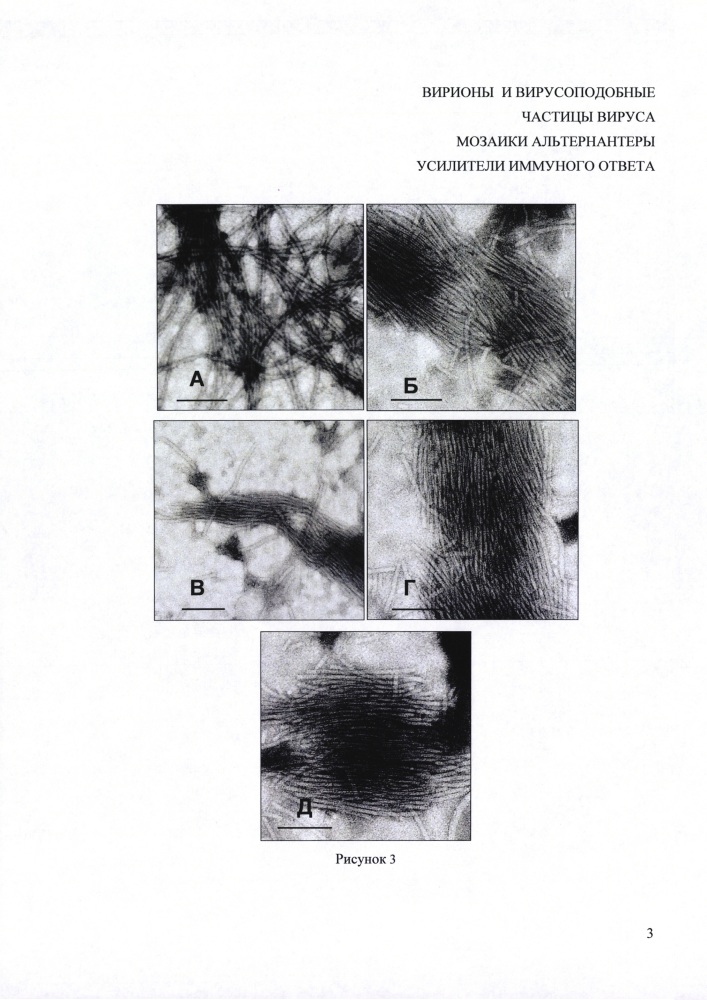 Вирионы и вирусоподобные частицы вируса мозаики альтернантеры как усилители иммунного ответа (патент 2639491)
