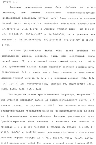 Антитела, сконструированные на основе цистеинов, и их конъюгаты (патент 2412947)