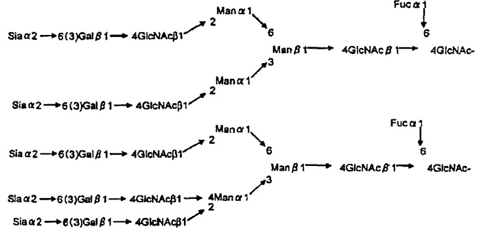 L-фукоза α1→6 специфичный лектин (патент 2524425)