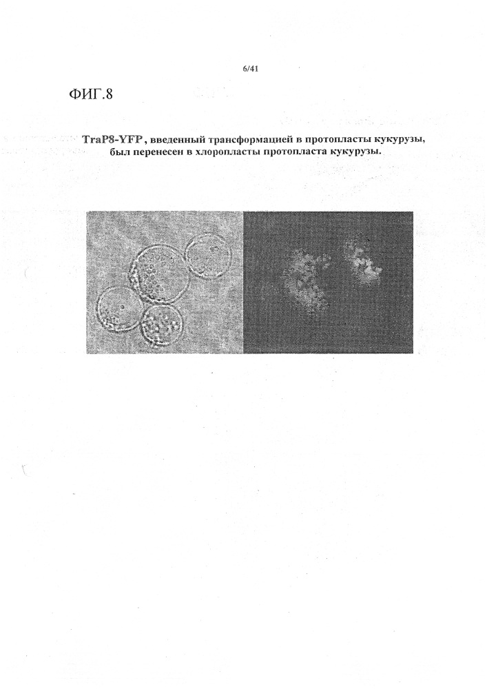 Синтетические транзитные пептиды хлоропласта из brassica (патент 2636035)