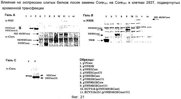 Вакцина против hcv (патент 2323744)