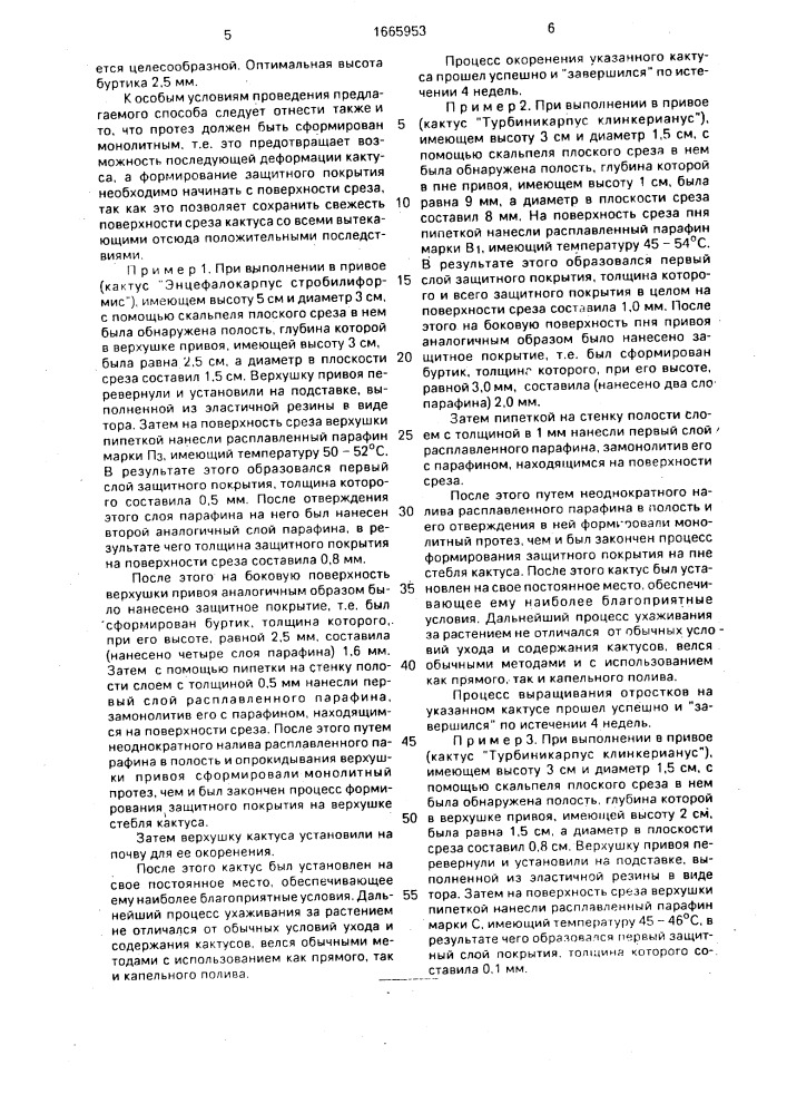 Способ разведения кактусов, выращиваемых на подвоях, ершова е.а. (патент 1665953)