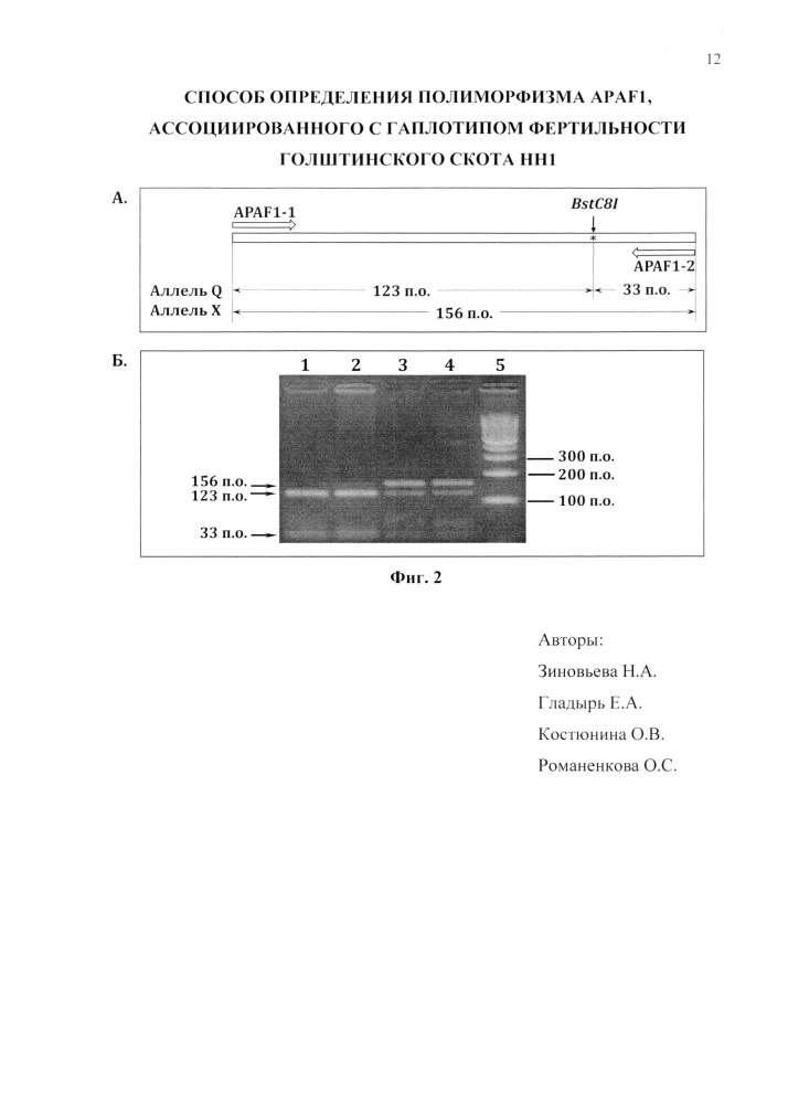 Способ определения полиморфизма apaf1, ассоциированного с гаплотипом фертильности голштинского скота hh1 (патент 2614117)