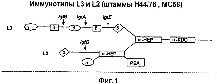 Вакцинные композиции, содержащие липополисахариды иммунотипа l2 и/или l3, происходящие из штамма neisseria meningitidis igtb- (патент 2364418)