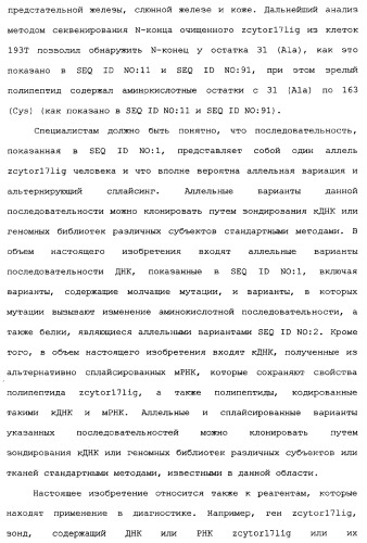 Новый лиганд рецептора цитокина zcytor17 (патент 2360923)