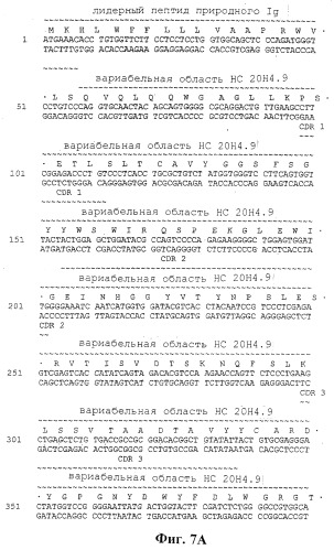 Человеческие антитела против человеческого 4-1вв (cd137) (патент 2376316)