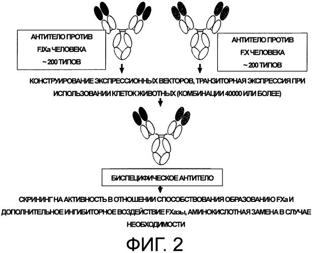 Мультиспецифическая связывающая антиген молекула, которая обладает альтернативной функцией к функции фактора свертывания крови viii (патент 2534564)