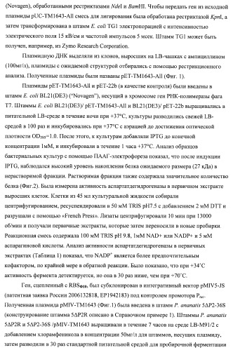 Бактерия семейства enterobacteriaceae - продуцент l-аспарагиновой кислоты или метаболитов, производных l-аспарагиновой кислоты, и способ получения l-аспарагиновой кислоты или метаблитов, производных l-аспарагиновой кислоты (патент 2472853)