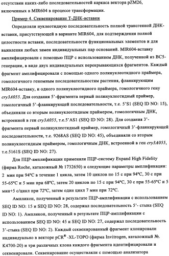 Вариант кукурузы mir604 (патент 2351122)