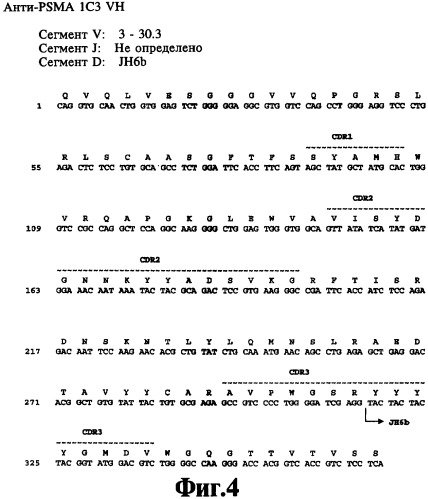 Выделенное антитело против специфического мембранного антигена простаты (psma) и способ ингибирования роста клеток, экспрессирующих psma (патент 2421466)