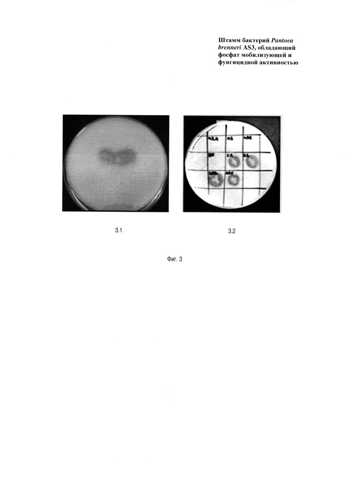 Штамм бактерий pantoea brenneri, обладающий фосфатмобилизующей и фунгицидной активностью (патент 2654595)