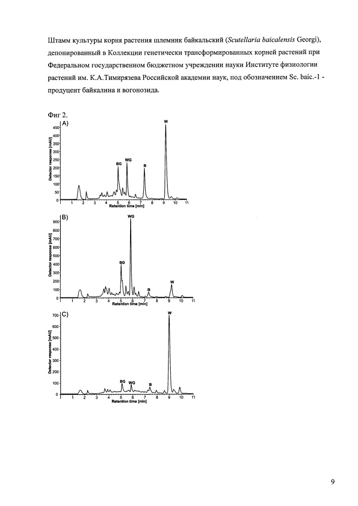 Штамм культуры корня растения шлемник байкальский (scutellaria baicalensis georgi), депонированный в коллекции генетически трансформированных корней растений при федеральном государственном бюджетном учреждении науки институте физиологии растений им. к.а. тимирязева российской академии наук, под обозначением sc. baic.-1 - продуцент байкалина и вогонозида (патент 2658484)