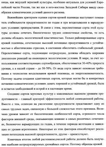 Способ возделывания яровой пшеницы предпочтительно в зоне светло-каштановых почв нижнего поволжья (варианты) (патент 2348137)