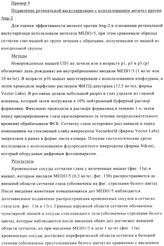 Стабилизированные антитела против ангиопоэтина-2 и их применение (патент 2509085)