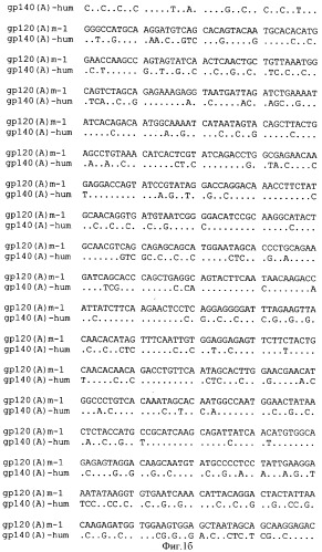 Экспрессионная плазмидная днк pbmc-gp140(a)-hum (патент 2346044)