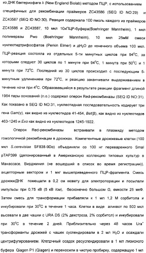 Продуцирование il-21 в прокариотических клетках-хозяевах (патент 2354703)