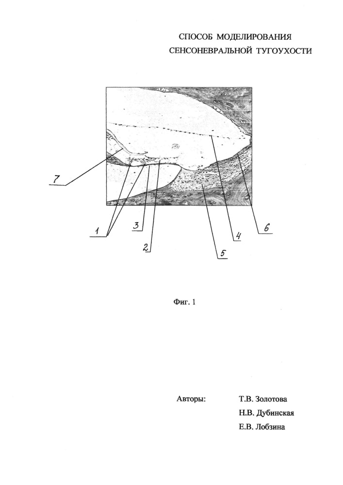 Способ моделирования сенсоневральной тугоухости (патент 2627155)