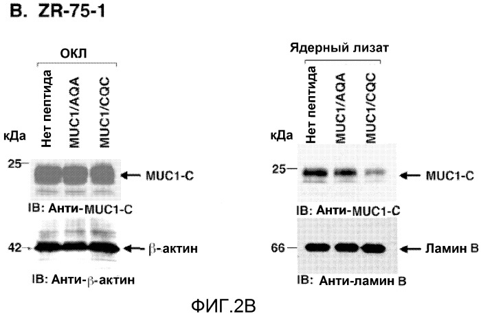 Пептиды цитоплазматического домена белка muc-1 в качестве ингибиторов раковых заболеваний (патент 2539832)